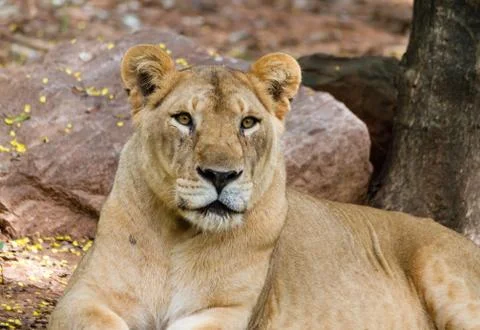 Close-up of lionesses Stock Photos