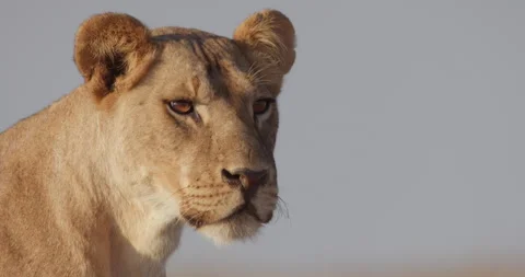 Close up of a Lioness's head as it slowly charges towards prey Stock Footage 279037376