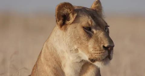 Close up of a Lioness's head resting and scanning the surroundings Video stock 279037366