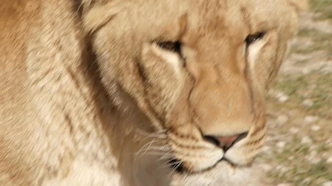 Close-up of the lioness's muzzle Stock Footage 117790299