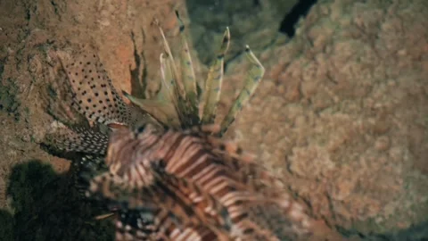 Close-up of a lionfish in an aquarium 스톡 동영상 303266069