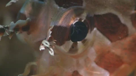 Close up of a Lionfish Stock Footage 12234014