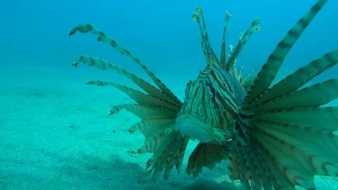 Close up Lionfish Stock Footage 111283527