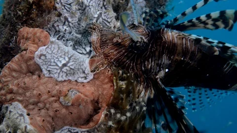 Close up Lionfish Stock Footage 112234569