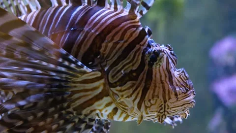 Close up of lionfish  Stock Footage 136040394