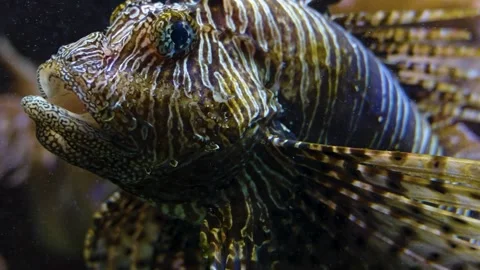 Close up of a lionfish  Stock Footage 241016691