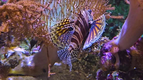 Close up of a Lionfish Stock Footage 273834614
