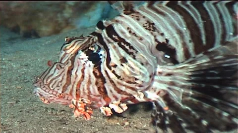 Close uP of Lionfish Stock Footage 300064488