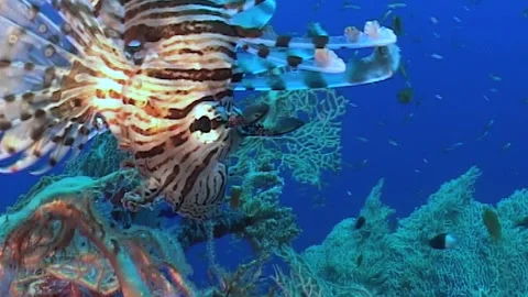 Close Up Of Lionfish Head Stock Footage 286313729