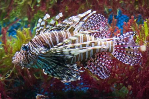 Close up on a lionfish Stockfoto's