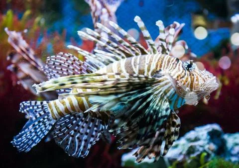 Close up on a lionfish Foto stock