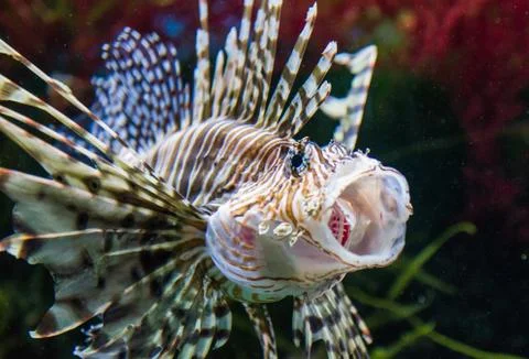 Close up on a lionfish Foto stock