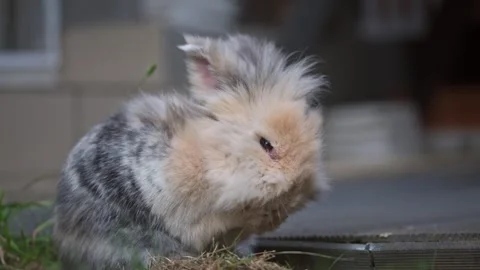 Close up of a lionhead breed rabbit cleaning its adorable face. Shot in 8k Stock Footage 250358206