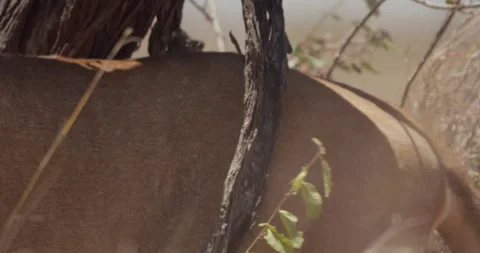 Close up of a Lion's back rubbing against a tree during the afternoon Video stock 279038872