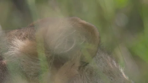 Close up of a lion's ear as it lays between grass during the morning Stock Footage 260849066