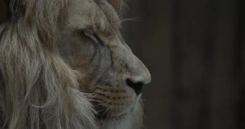 Close-up of a Lions Face Stock Footage 265492320
