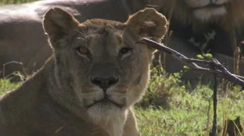 Close-up lions Stock Footage 12651262