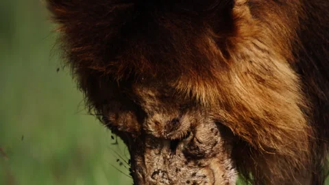 Close up of a lion's head after feeding on its kill in Africa Stock Footage 256917012