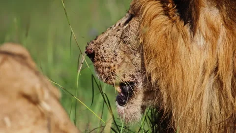Close up of a lion's head after a kill during the morning in Africa. Stock Footage 256916862
