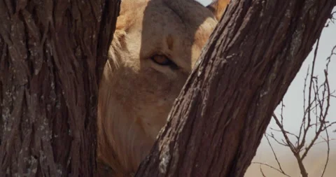 Close up of a Lion's head between tree branches panting heavily Video stock 279039034