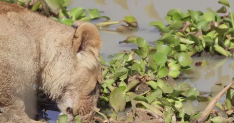 Close up of a Lion's head drinking water from of a dam while submerged Stock Footage 279041043