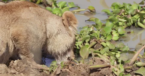 Close up of a Lion's head drinking water on shore while keeping alert Video stock 279041058