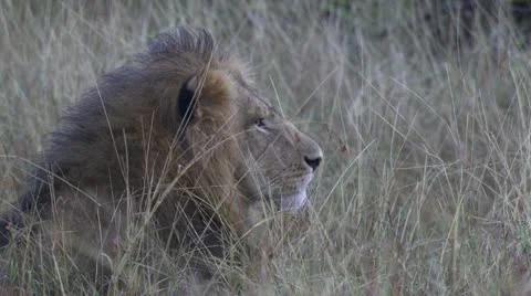 Close-up lions head Stock Footage 12656268