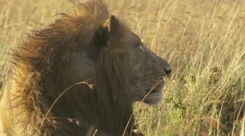 Close-up lions head Stock Footage 12656513