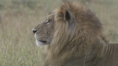 Close-up lions head Stock Footage 12657912