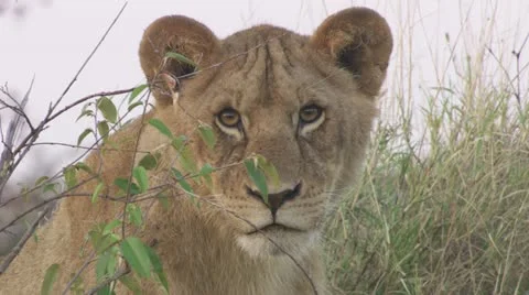 Close-up lions head Stock Footage 12657953