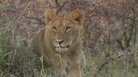 Close-up lions head Stock Footage 12658069