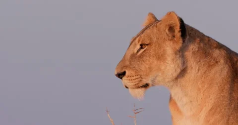 Close up of a lions' head as it looks through the savannah Stock Footage 308676439