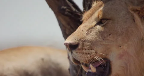 Close up of a Lion's head as it pants and scans the savannah Stock Footage 279039013