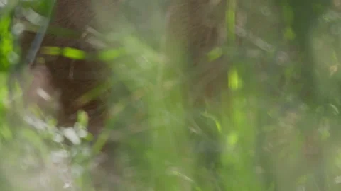 Close up of lion's head as it peeps through grass before walking away Video stock 260849055