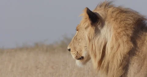 Close up of a Lion's head looking through the savannah for prey Stock Footage 279037814
