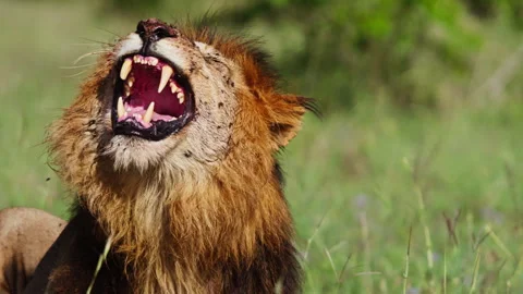 Close up of a lion's head roaring after feeding during the morning Vídeo Stock 256917479