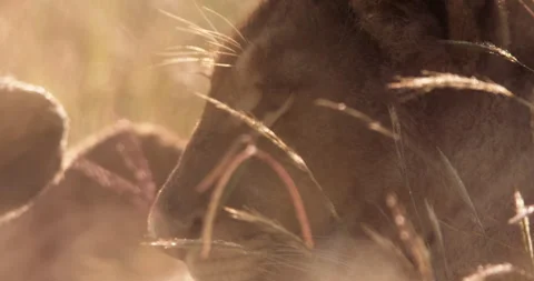 Close up of a lion's head scanning its surroundings Stock Footage 295292165