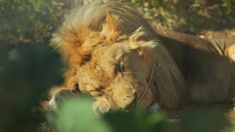 Close-up of a lion's head sleeping in the sun in the wild Stock Footage 229795501