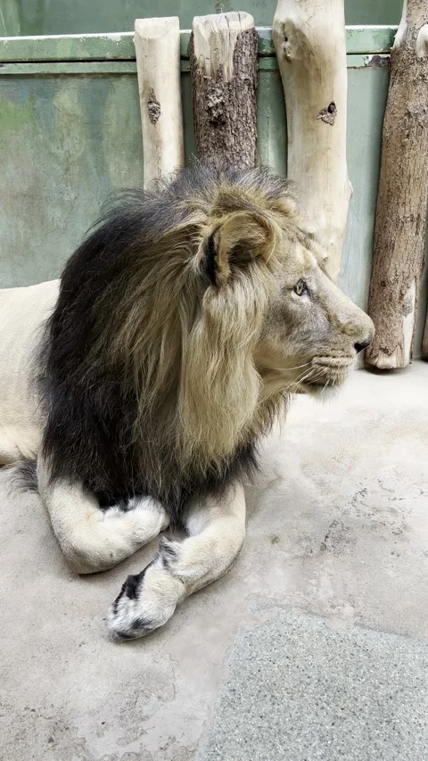 Close-up of the Lion's head. Vertical video clip. 4K. Stock Footage 218159926