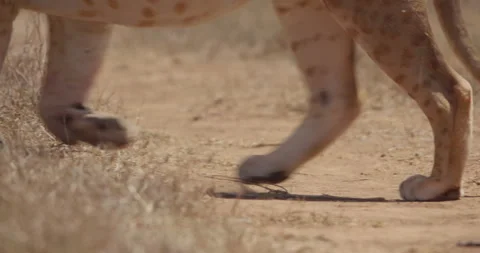 Close up of a Lion's legs as it walks past a dry weather road Vídeo Stock 279038593