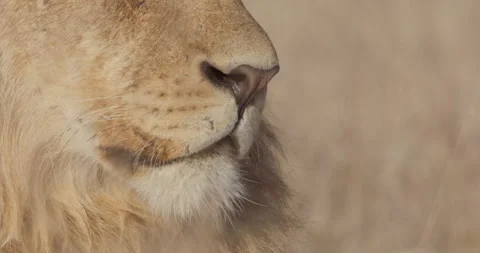 Close up of Lion's mouth while it is looking around during the morning Video stock 279037559