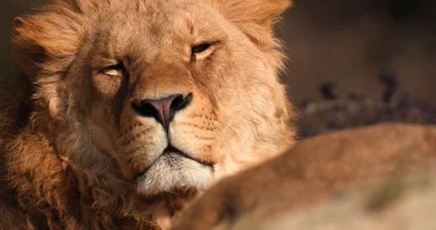 Close-up of lion's muzzle closing its eyes, slow motion 120 fps Video stock 251728783