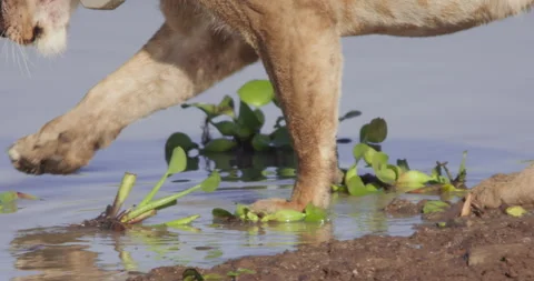Close up of a Lion's paws as it prepares to walk into water Stock-Footage 279039907