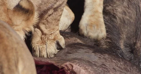 Close up of Lion's paws standing on buffalo and tears through flesh Vídeo Stock 279041230