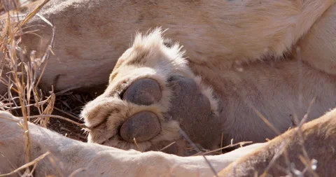 Close up of a lion's paws while laying on the ground Stock Footage 308678530