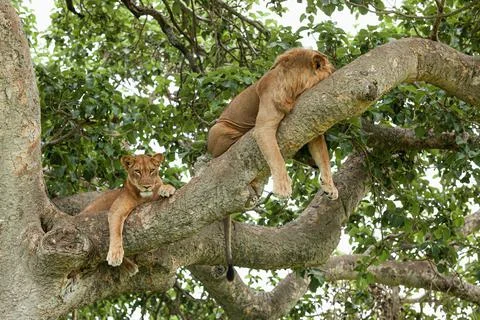 Close-up of lions resting on the tree. Queen Elizabeth National Park, Uganda Stock Photos