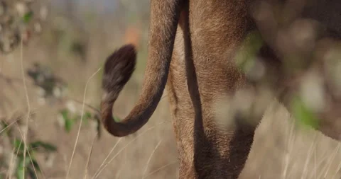Close up of Lion's tail between savannah grasslands during the morning Vídeo Stock 279040058