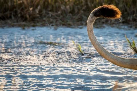 Close up of a Lion's tail during the sunset. Stock Photos