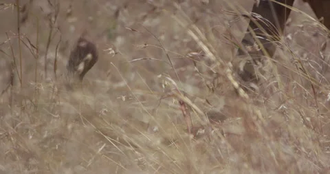 Close up of a Lion's tail while standing between tall grass Stock Footage 279038269
