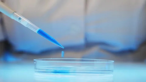 Close-up of liquid droplets falling from a pipette into a petri dish. Stock Footage 302180007